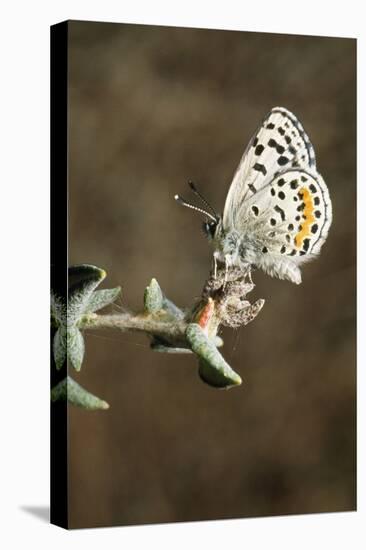 El Segundo Blue Butterfly-null-Stretched Canvas