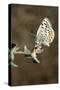 El Segundo Blue Butterfly-null-Stretched Canvas