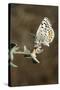 El Segundo Blue Butterfly-null-Stretched Canvas