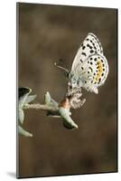 El Segundo Blue Butterfly-null-Mounted Photographic Print