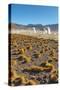 El Tatio Geysers in Atacama Desert-Daniele Falletta-Stretched Canvas