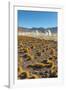 El Tatio Geysers in Atacama Desert-Daniele Falletta-Framed Photographic Print