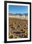 El Tatio Geysers in Atacama Desert-Daniele Falletta-Framed Photographic Print