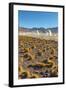 El Tatio Geysers in Atacama Desert-Daniele Falletta-Framed Photographic Print