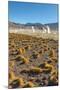El Tatio Geysers in Atacama Desert-Daniele Falletta-Mounted Photographic Print