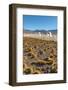 El Tatio Geysers in Atacama Desert-Daniele Falletta-Framed Photographic Print