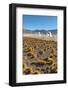 El Tatio Geysers in Atacama Desert-Daniele Falletta-Framed Photographic Print