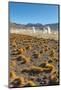 El Tatio Geysers in Atacama Desert-Daniele Falletta-Mounted Photographic Print