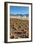 El Tatio Geysers in Atacama Desert-Daniele Falletta-Framed Photographic Print