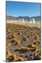 El Tatio Geysers in Atacama Desert-Daniele Falletta-Mounted Photographic Print