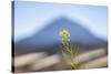 El Teide-Ben Heine-Stretched Canvas