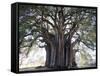 El Tule Tree, the Worlds Largest Tree By Circumference, Oaxaca State, Mexico, North America-Christian Kober-Framed Stretched Canvas