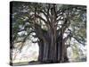 El Tule Tree, the Worlds Largest Tree By Circumference, Oaxaca State, Mexico, North America-Christian Kober-Stretched Canvas