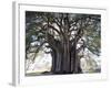 El Tule Tree, the Worlds Largest Tree By Circumference, Oaxaca State, Mexico, North America-Christian Kober-Framed Photographic Print