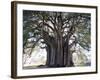 El Tule Tree, the Worlds Largest Tree By Circumference, Oaxaca State, Mexico, North America-Christian Kober-Framed Photographic Print