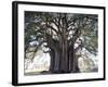 El Tule Tree, the Worlds Largest Tree By Circumference, Oaxaca State, Mexico, North America-Christian Kober-Framed Photographic Print