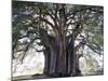 El Tule Tree, the Worlds Largest Tree By Circumference, Oaxaca State, Mexico, North America-Christian Kober-Mounted Photographic Print