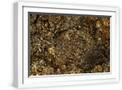 White Frame