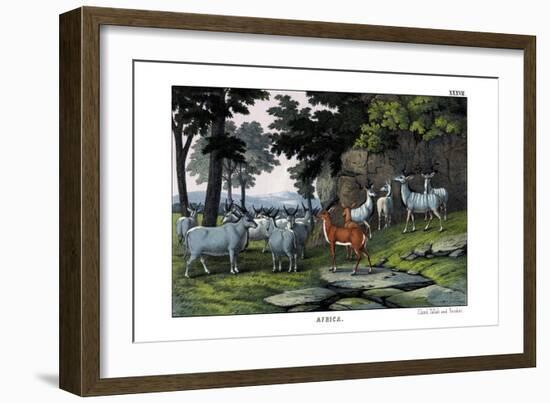 Eland, 1860-null-Framed Giclee Print