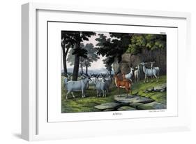 Eland, 1860-null-Framed Giclee Print