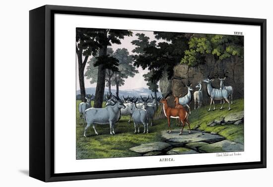 Eland, 1860-null-Framed Stretched Canvas