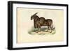 Eland, 1863-79-Raimundo Petraroja-Framed Giclee Print