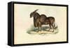 Eland, 1863-79-Raimundo Petraroja-Framed Stretched Canvas