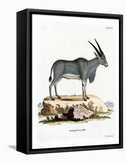 Eland Antelope-null-Framed Stretched Canvas