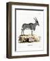 Eland Antelope-null-Framed Premium Giclee Print