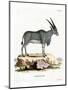 Eland Antelope-null-Mounted Premium Giclee Print