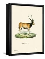 Eland Antelope-null-Framed Stretched Canvas