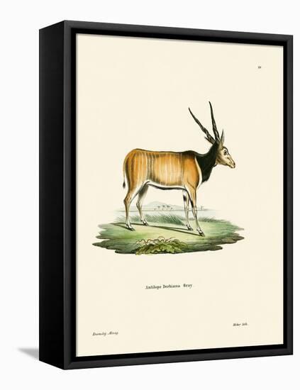 Eland Antelope-null-Framed Stretched Canvas