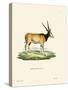 Eland Antelope-null-Stretched Canvas