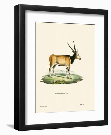 Eland Antelope-null-Framed Premium Giclee Print