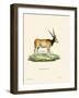 Eland Antelope-null-Framed Giclee Print