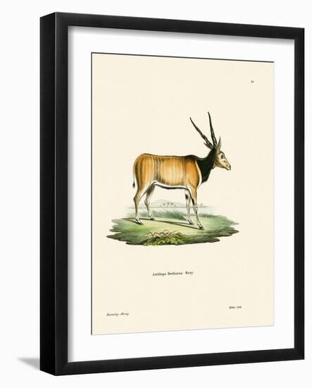 Eland Antelope-null-Framed Giclee Print