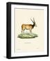 Eland Antelope-null-Framed Giclee Print