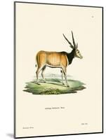 Eland Antelope-null-Mounted Giclee Print