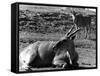Eland Antelopes-null-Framed Stretched Canvas