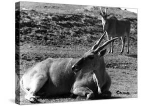 Eland Antelopes-null-Stretched Canvas