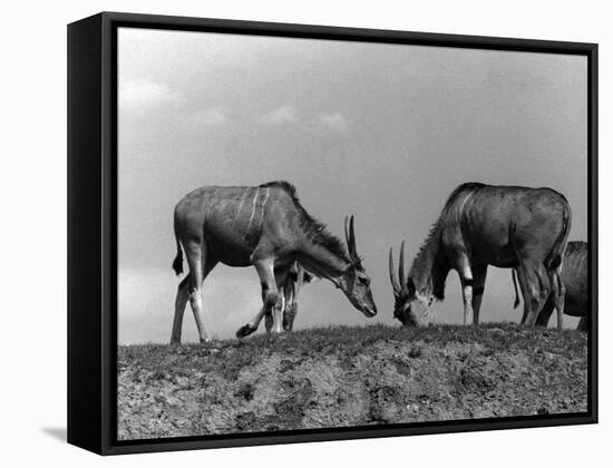 Eland Antelopes-null-Framed Stretched Canvas