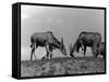 Eland Antelopes-null-Framed Stretched Canvas
