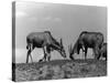 Eland Antelopes-null-Stretched Canvas