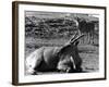 Eland Antelopes-null-Framed Photographic Print