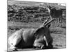 Eland Antelopes-null-Mounted Photographic Print