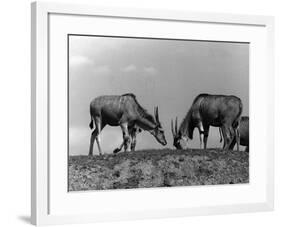 Eland Antelopes-null-Framed Photographic Print