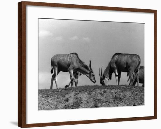 Eland Antelopes-null-Framed Photographic Print