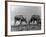 Eland Antelopes-null-Framed Photographic Print