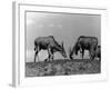 Eland Antelopes-null-Framed Photographic Print