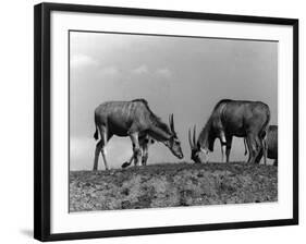 Eland Antelopes-null-Framed Photographic Print